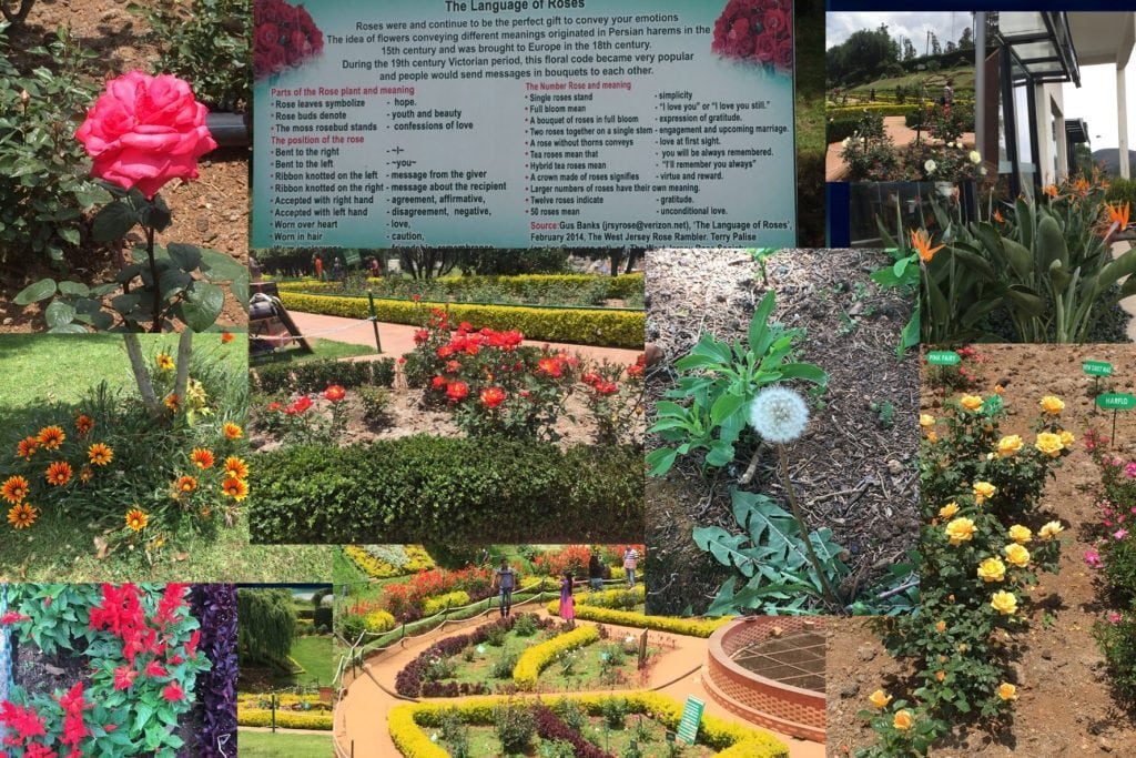 ooty rose garden